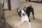 augie