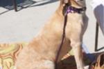bea
