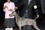 champion-luger