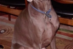 cooper