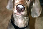 duke