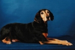 kizzy