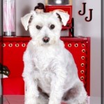 JJ